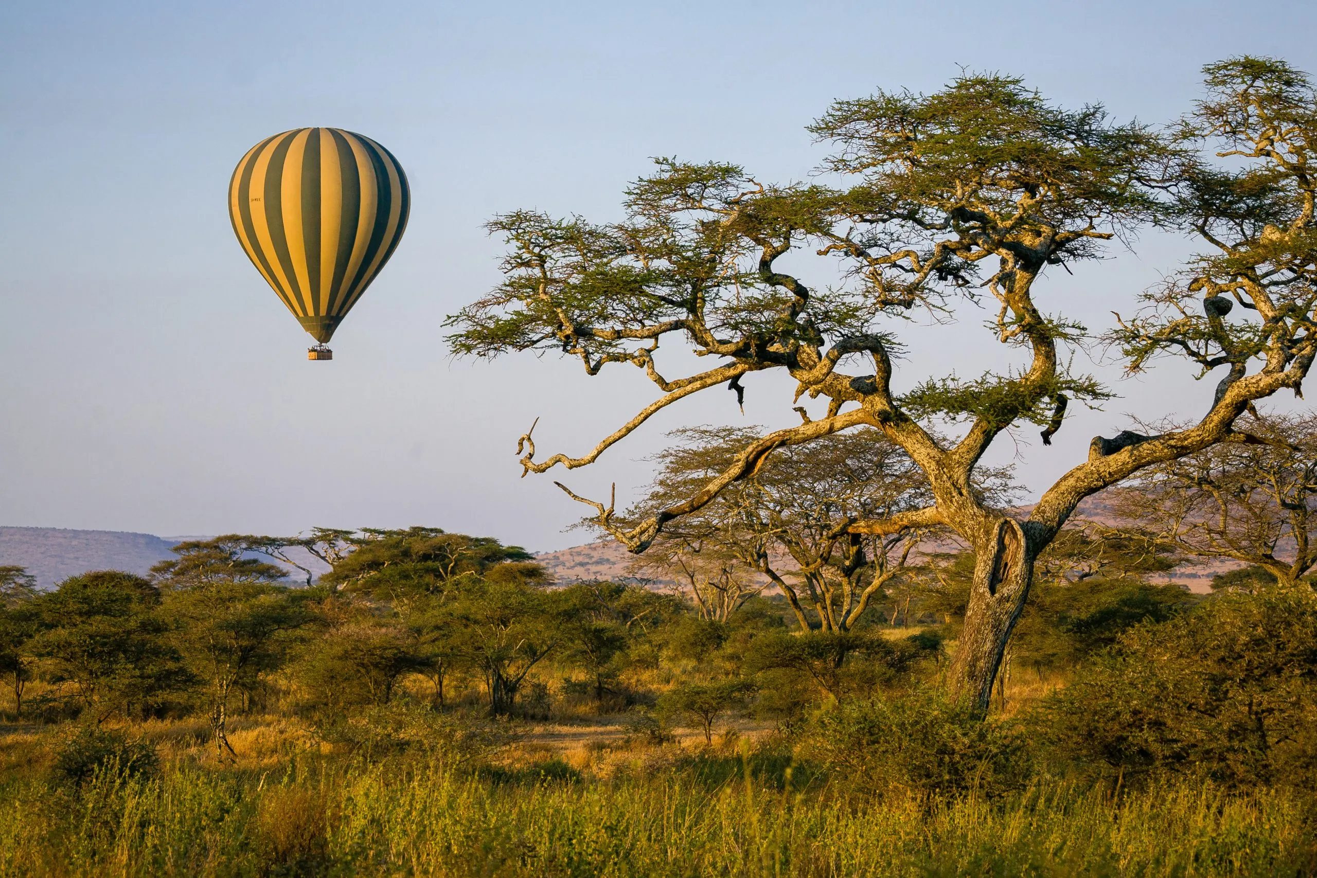 Varmluftsballong svever over et akasietre i Serengeti nasjonalpark.