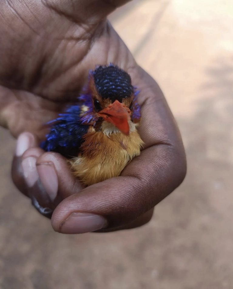 Bébé oiseau du Kenya