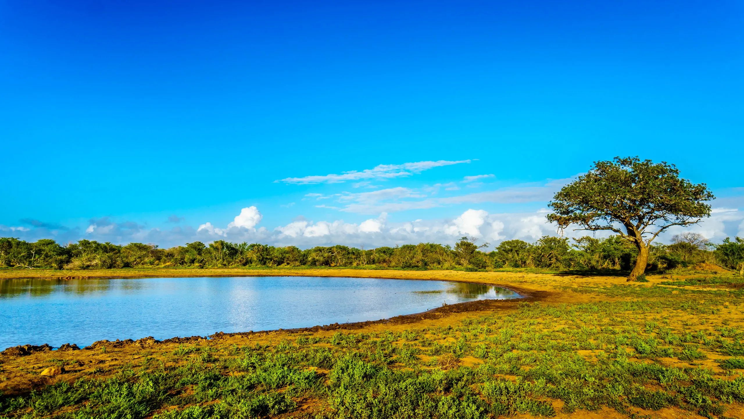 Kumanadam vattenhål i Kruger National Park i Sydafrika