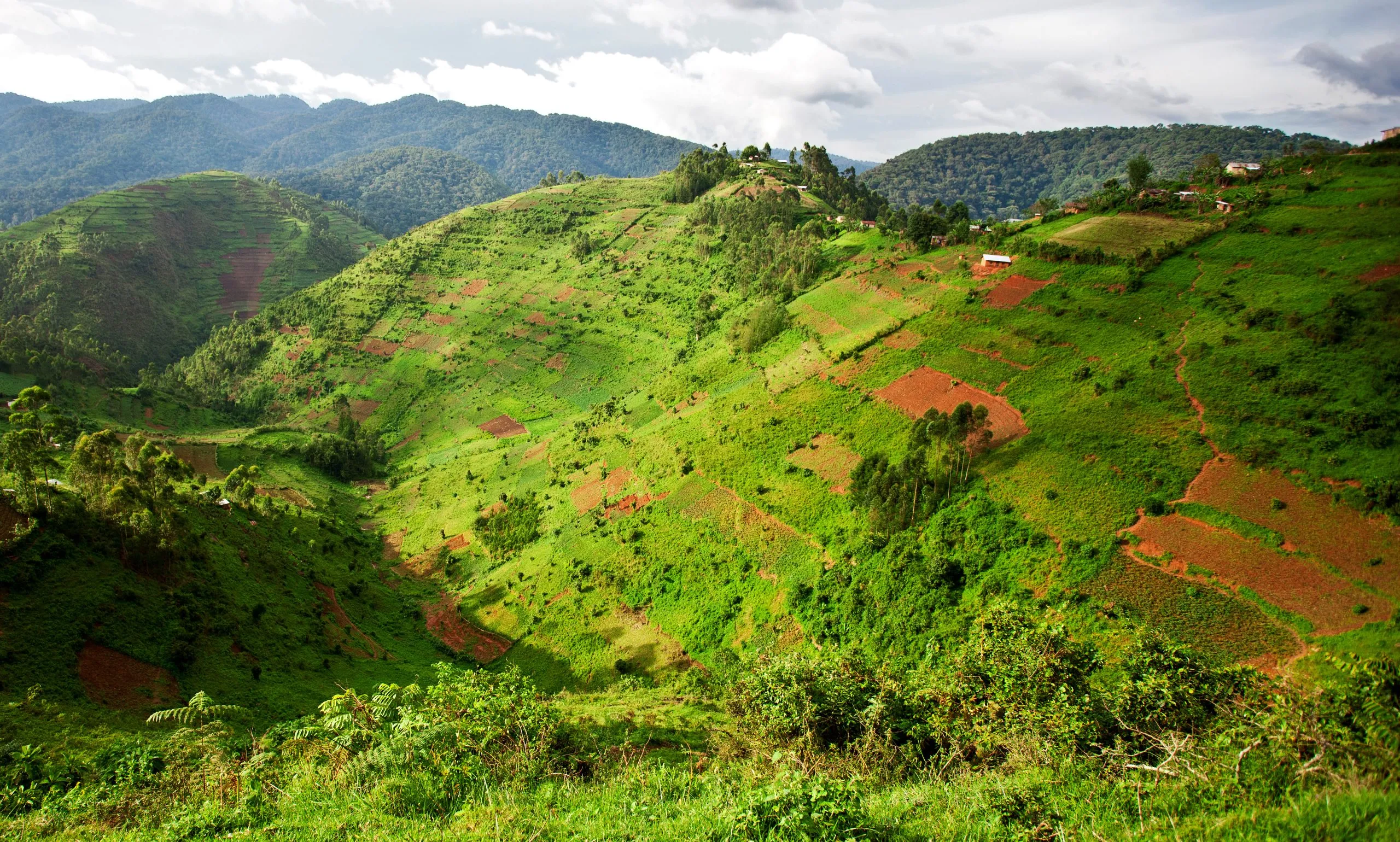 Landskap i sydvästra Uganda, vid nationalparken Bwindi Impenetrable Forest, på gränsen mellan Uganda, Kongo och Rwanda. I nationalparken Bwindi lever bergsgorillorna.