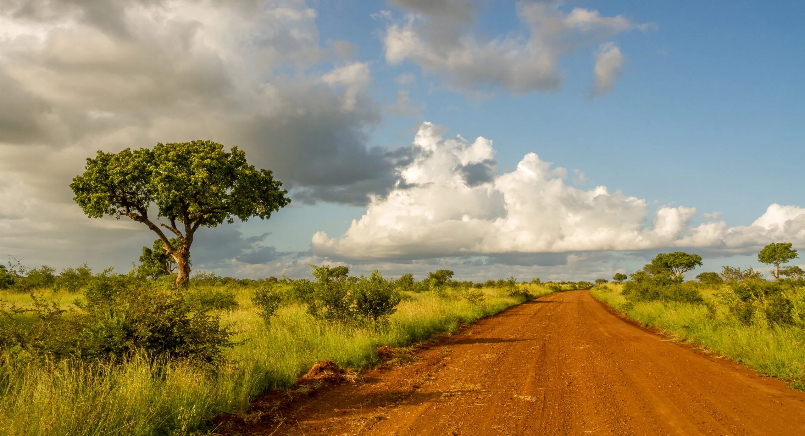 Paisagem com uma estrada de terra e uma savana africana no Parque Nacional Kruger na África do Sul imagem em formato horizontal