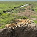 lions paresseux
