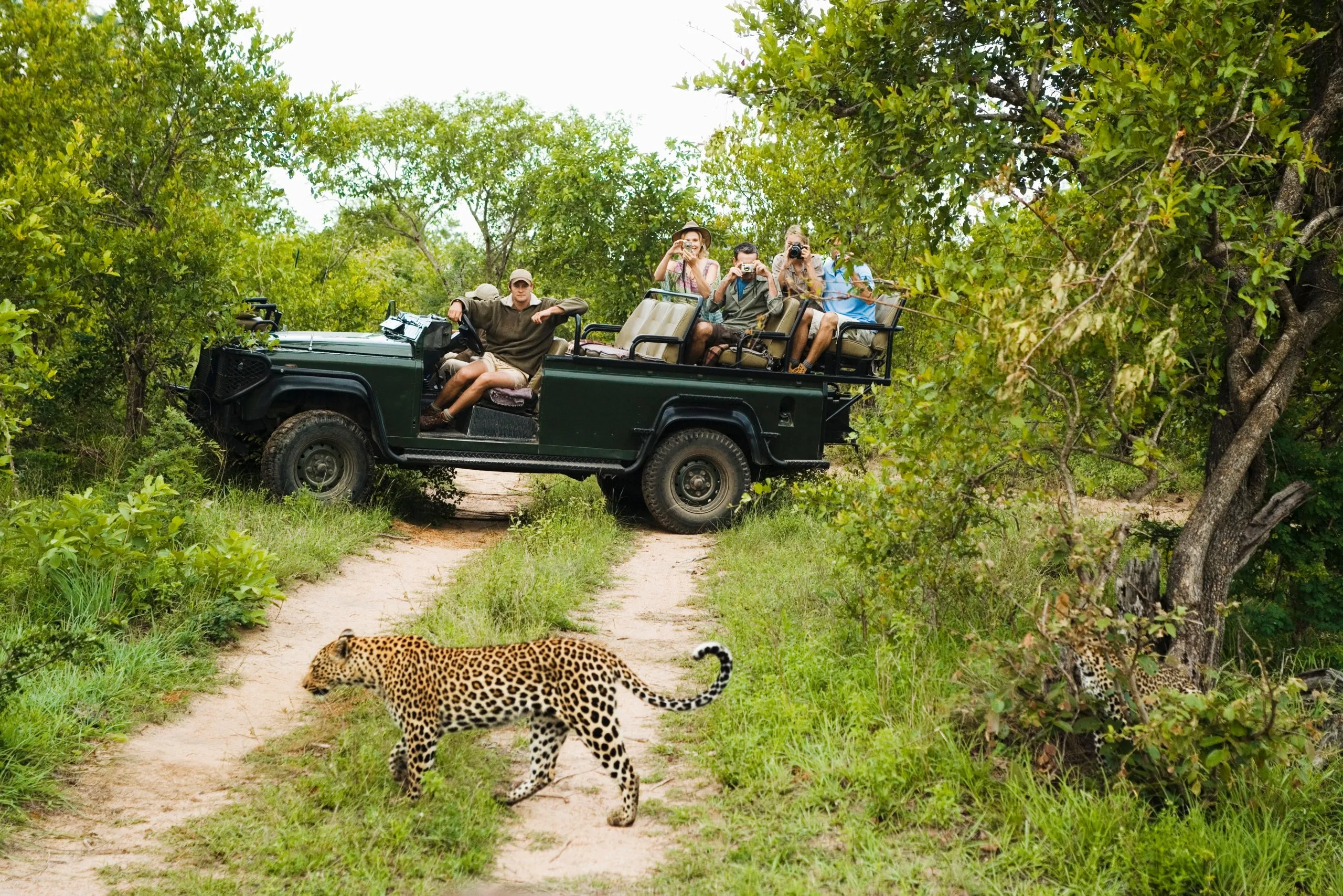 Luipaard steekt weg over met toeristen op achtergrond