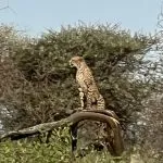 leopard på lang avstand