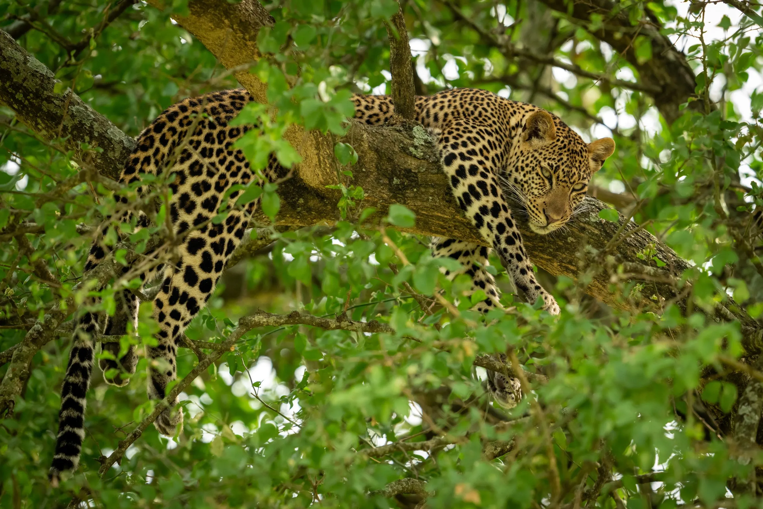 leopard i trädet