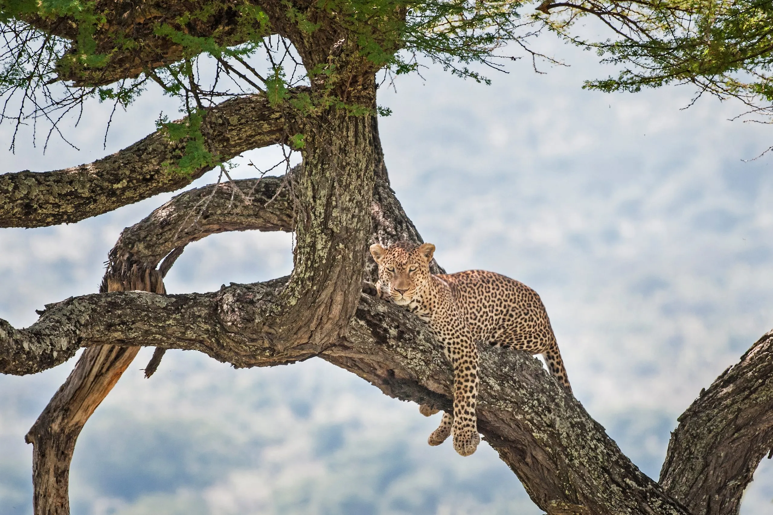 Leopardo a descansar numa árvore no Parque Nacional de Tarangire, Tanzânia, África