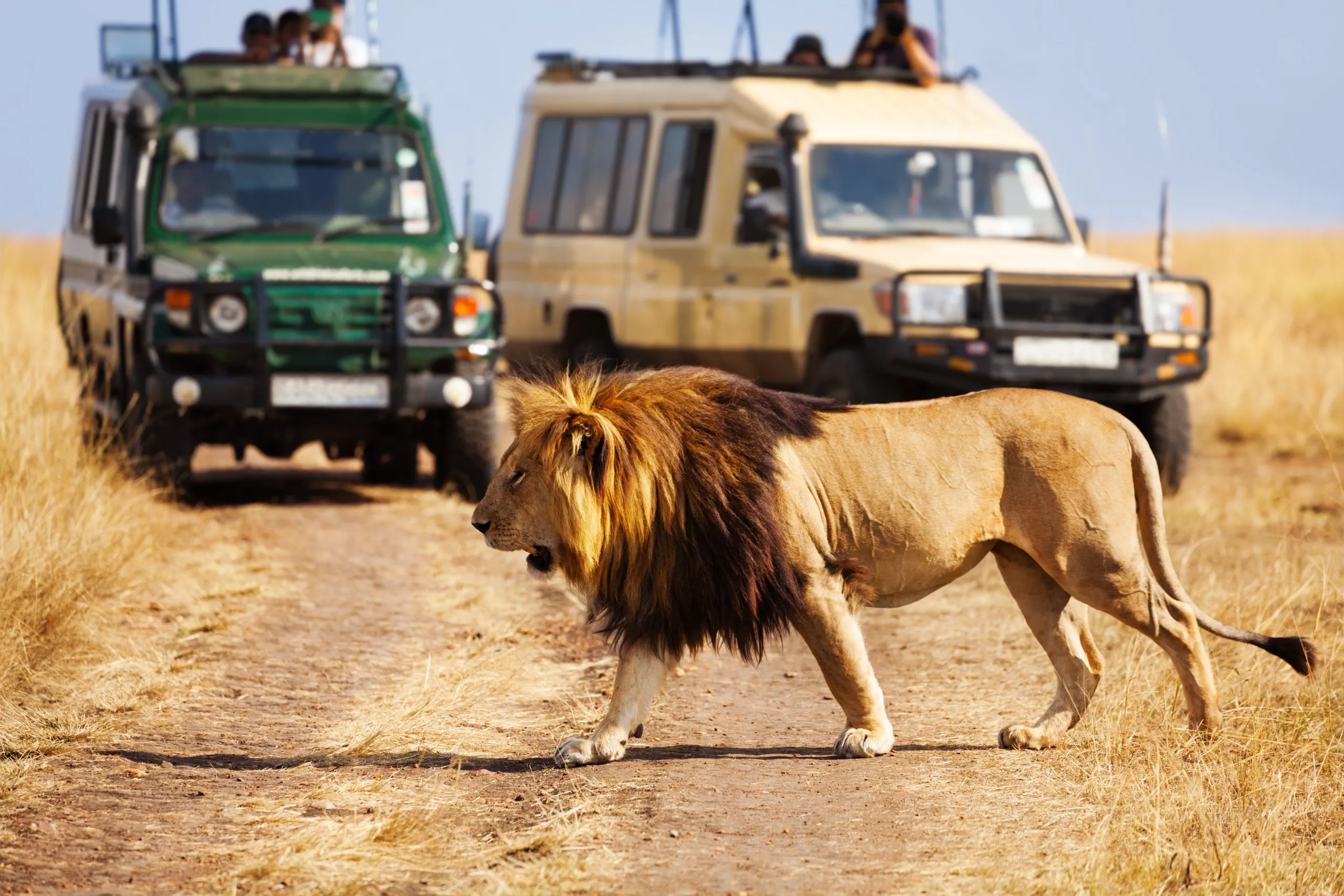 Stort lejon korsar vägen på afrikansk savann