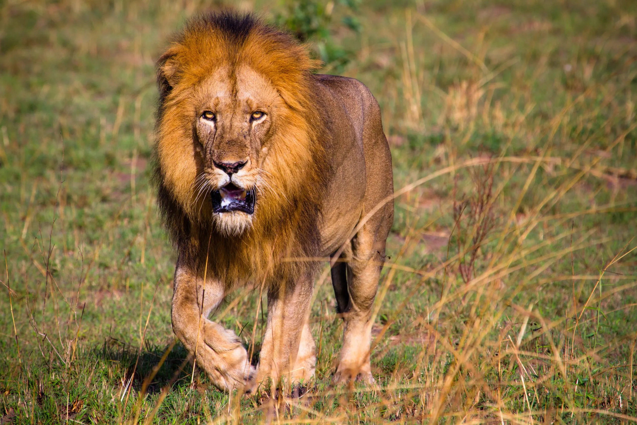 Lejon i Murchison Falls N.P. - Uganda