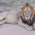 lion lying