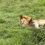 leone sdraiato sull'erba