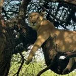 lion on a tree