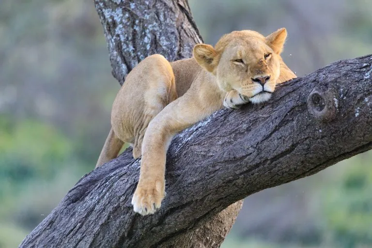 Safari i Ndutu Serenegti og Ngorongoro i 2019