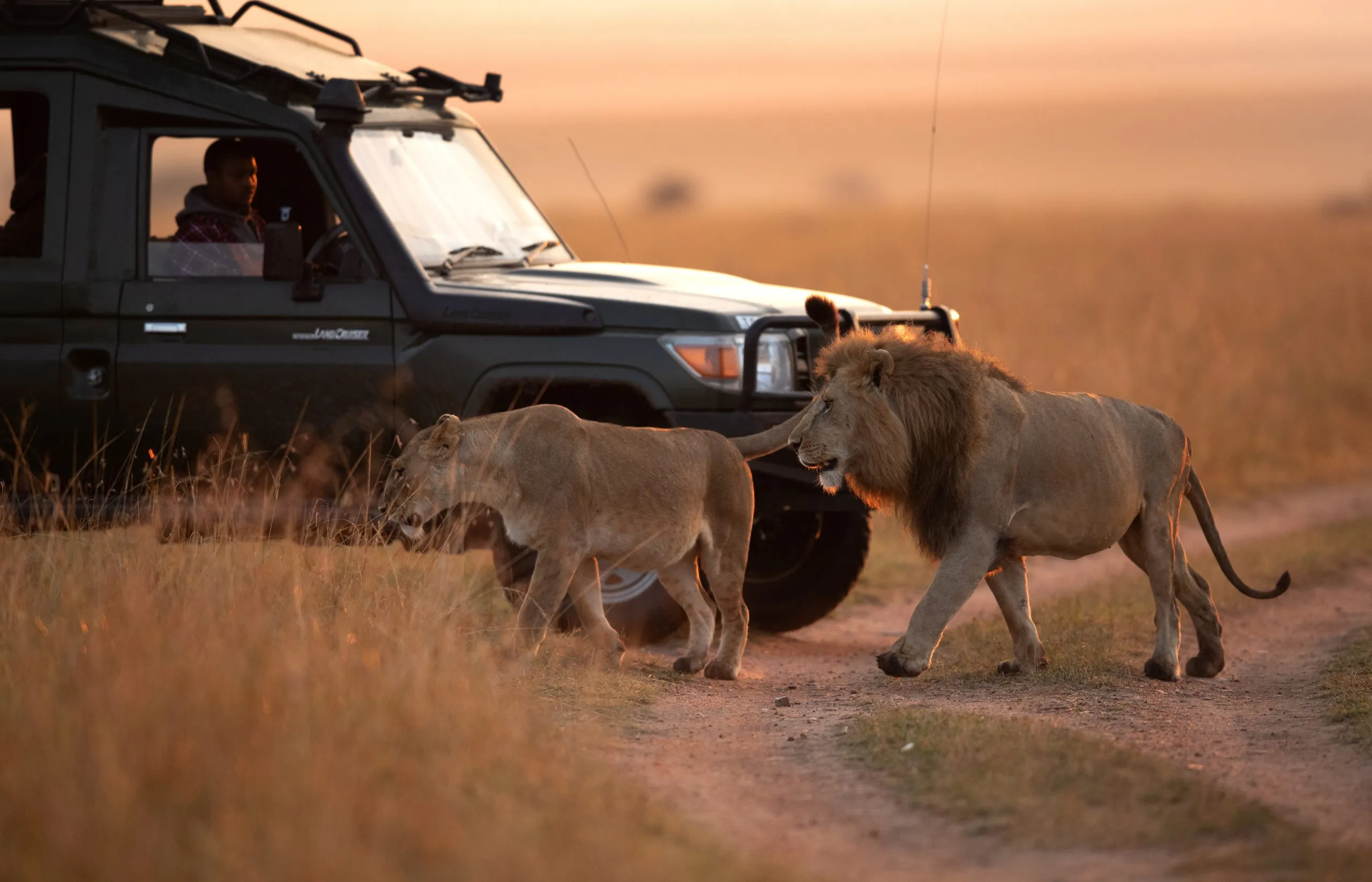 MASAI MARA, KEYNA- SEPTEMBER 06: Toerist kijkt naar een leeuwenpaar dat in beweging is in het grasland van het Masai Mara National Reserve op 06 september, 2022.