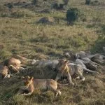 Löwen, die im Gras liegen