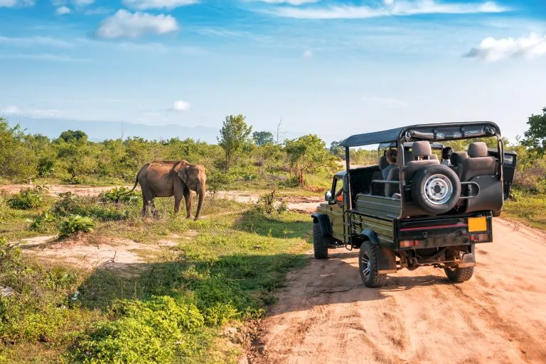 Levande elefant på safari