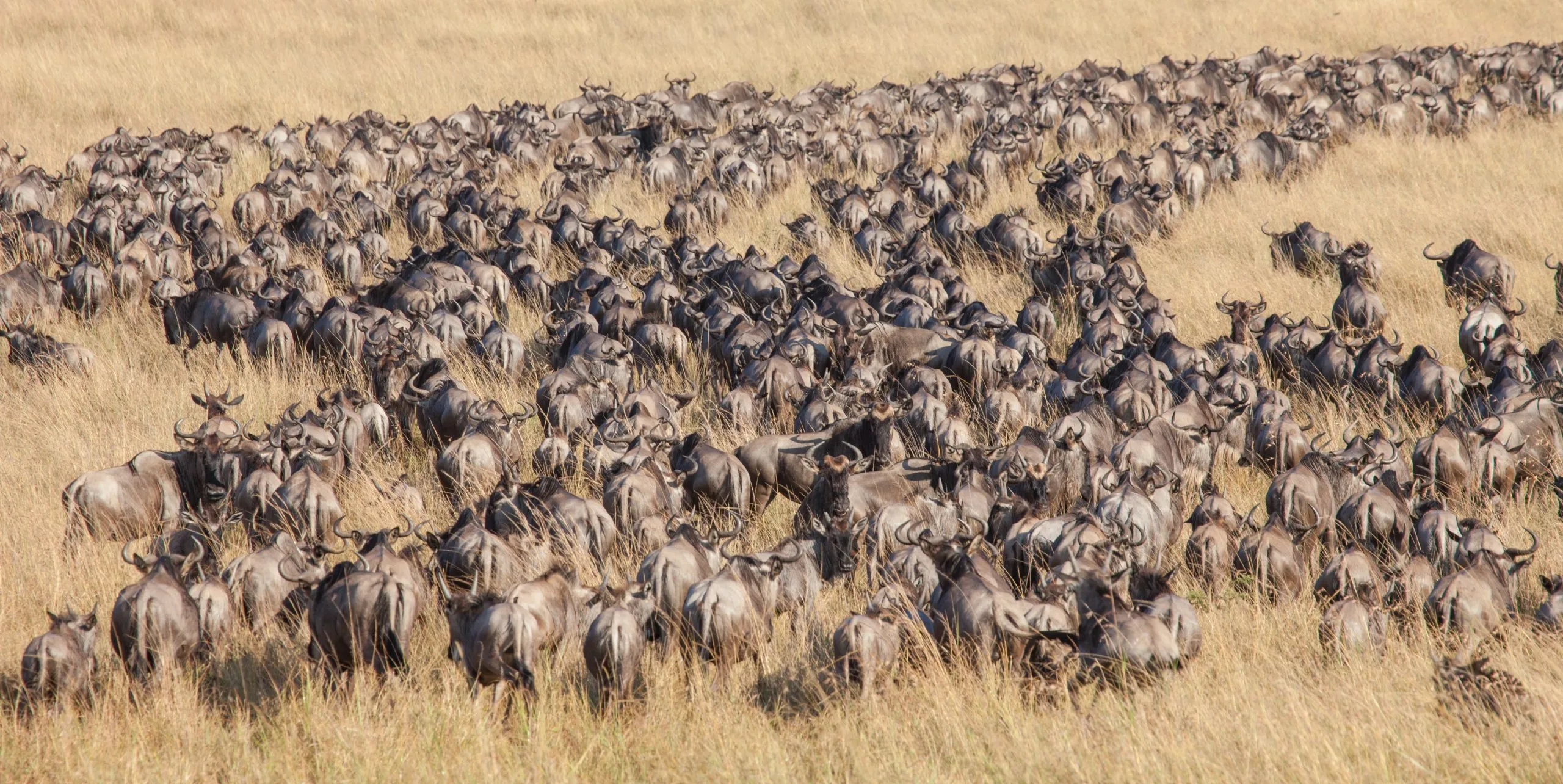 Pitkät linjat ja massoittain gnuita Serengetin ja Masai Maran suuressa vaelluksessa Itä-Afrikassa.