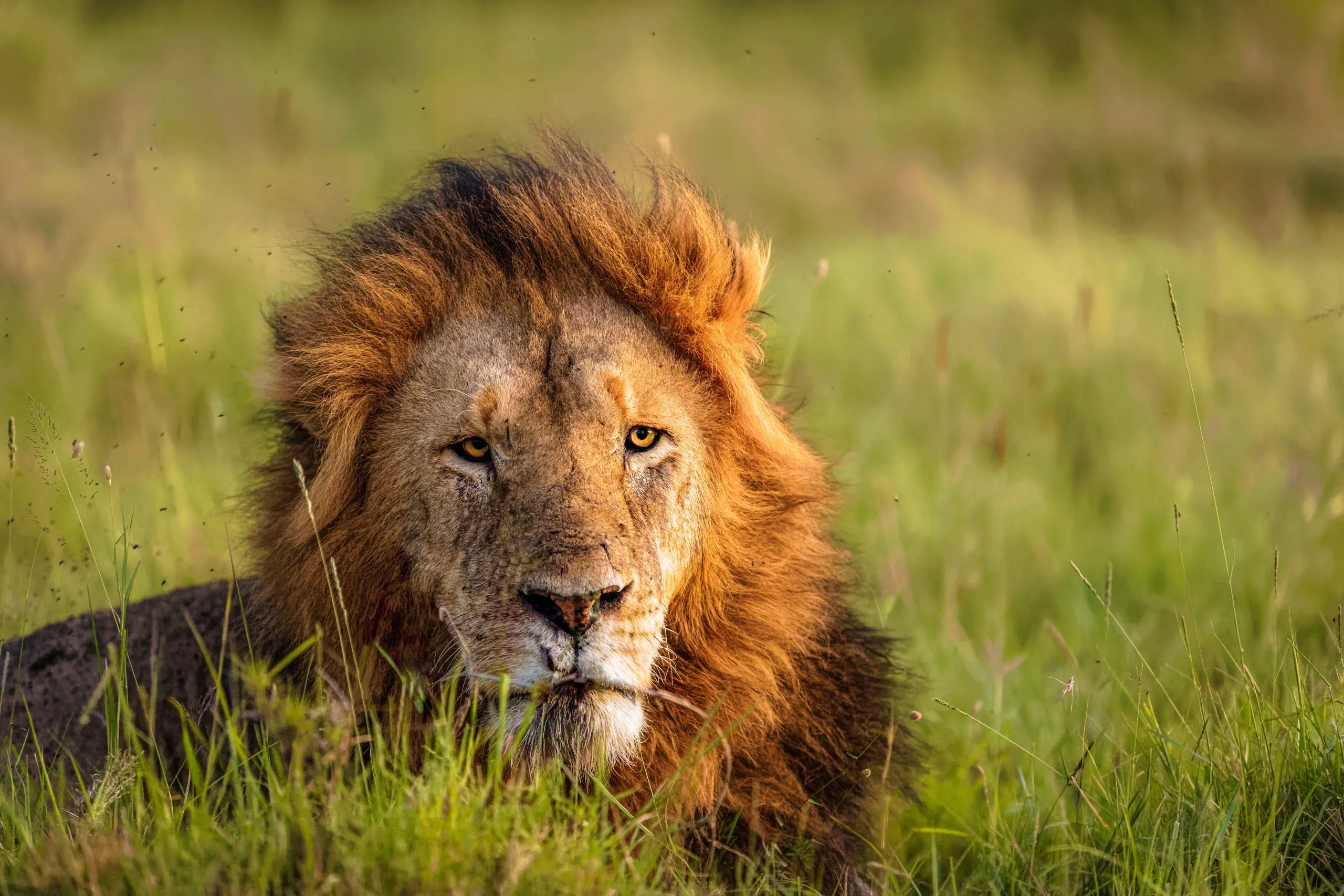 Männlicher Löwe (Panthera Leo Leo) genießt den wunderschönen afrikanischen Sonnenuntergang, Mara Naboisho Conservancy, Kenia.