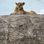 majesteettinen leijona