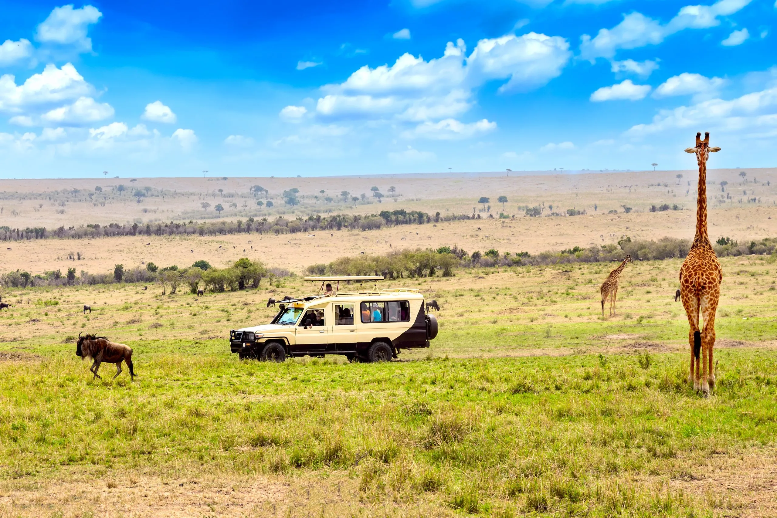Vild giraff och gnu nära safaribil i nationalparken Masai Mara, Kenya. Safari koncept. Afrikanska resor landskap