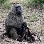scimmie in Africa
