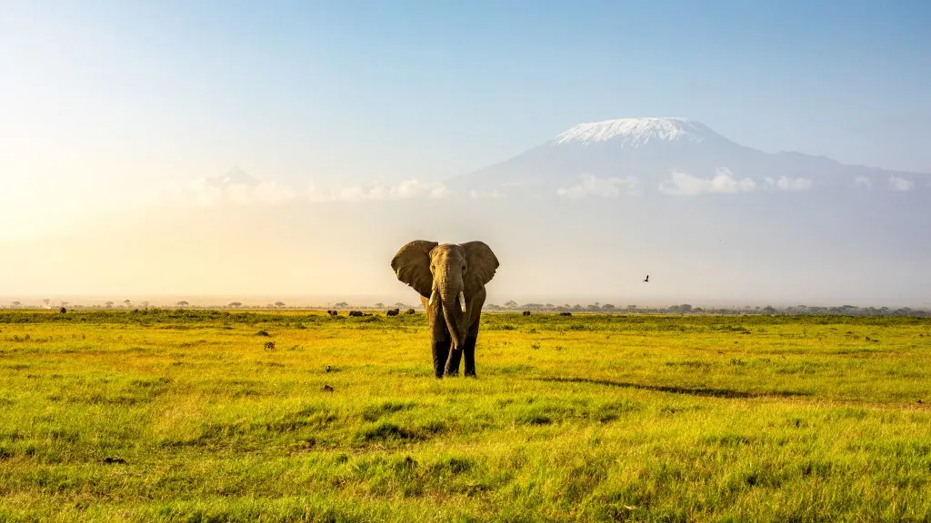 Mont Kilimandjaro avec un éléphant traversant le premier plan. Parc national d'Amboseli, Kenya.