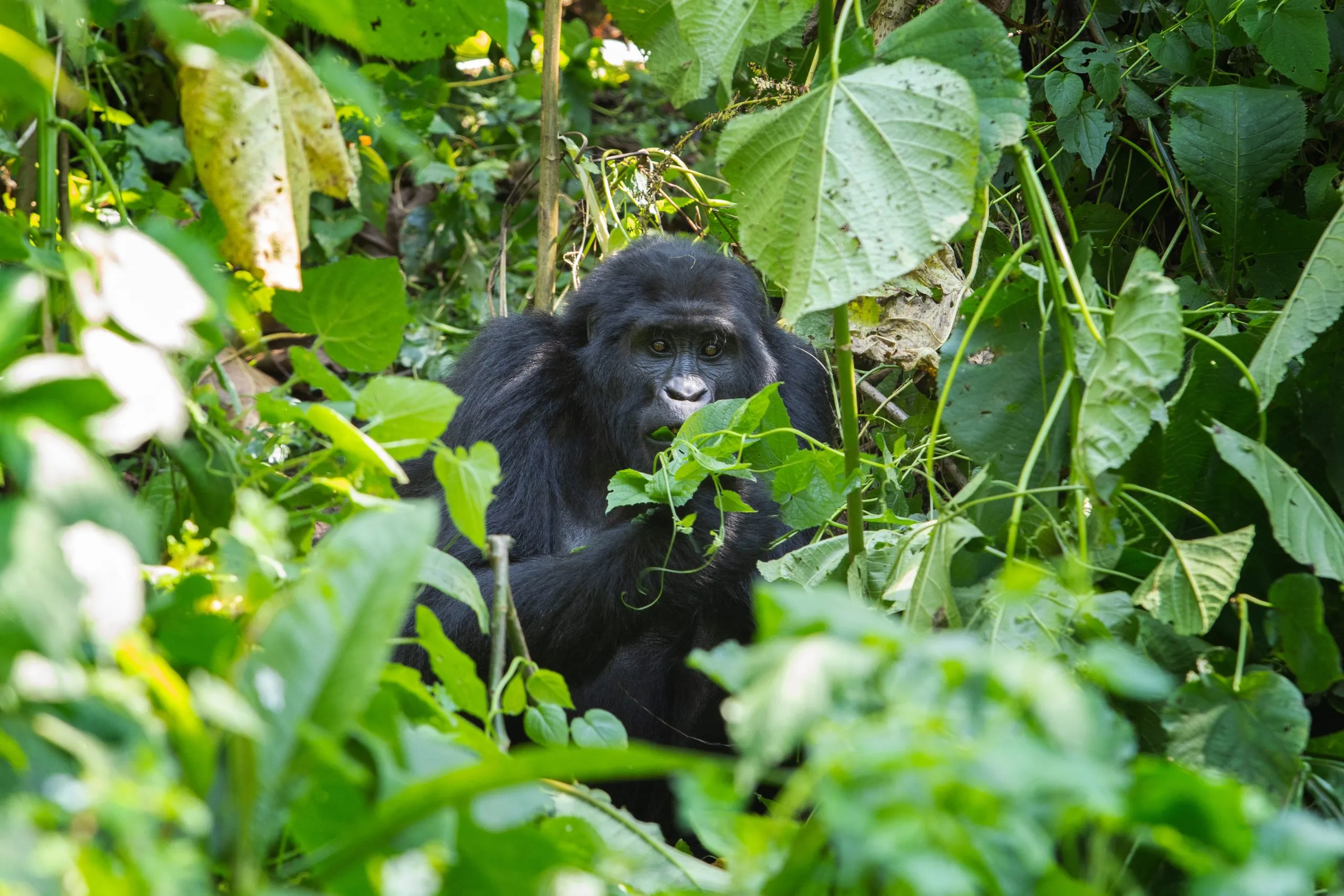 Bergsgorilla i nationalparken Bwindi Impenetrable. Gorilla i sin naturliga miljö. Vilda djur i Uganda.