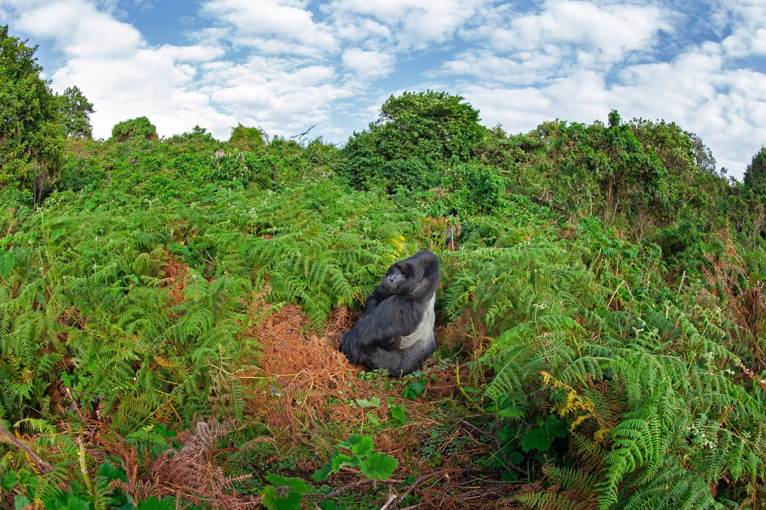 Bergsgorilla i regnskogen. Sällsynta gorillor i Ugandas berg. Vilda djur i Afrika.