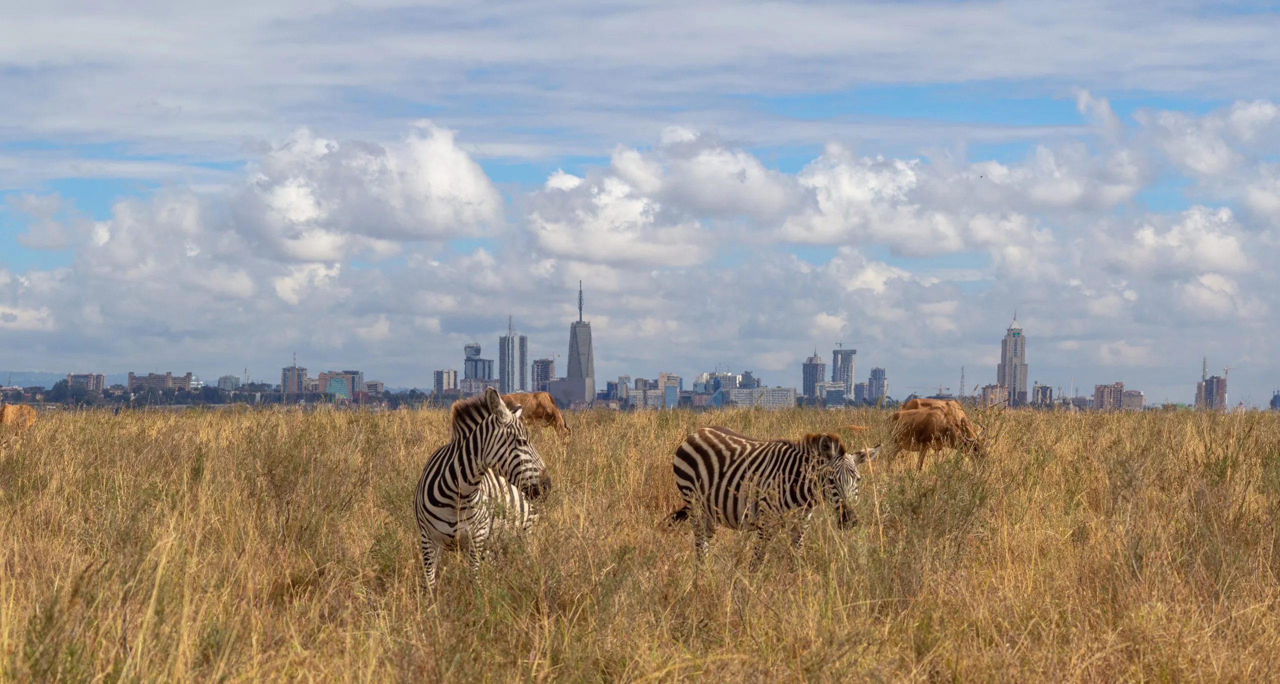 villieläimet ja kaupungin horisontti, savanni eläimet syövät ruohoa Nairobin kansallispuistossa, Afrikassa, taustalla Nairobin pilvenpiirtäjät horisontti panoraama näkymä