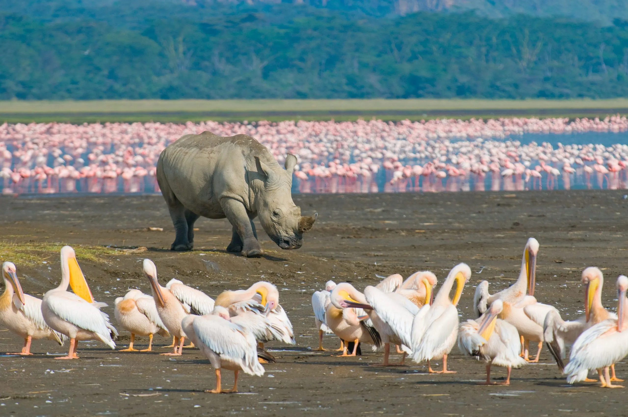 neshorn i nakuru-sjøen nasjonalpark, kenya