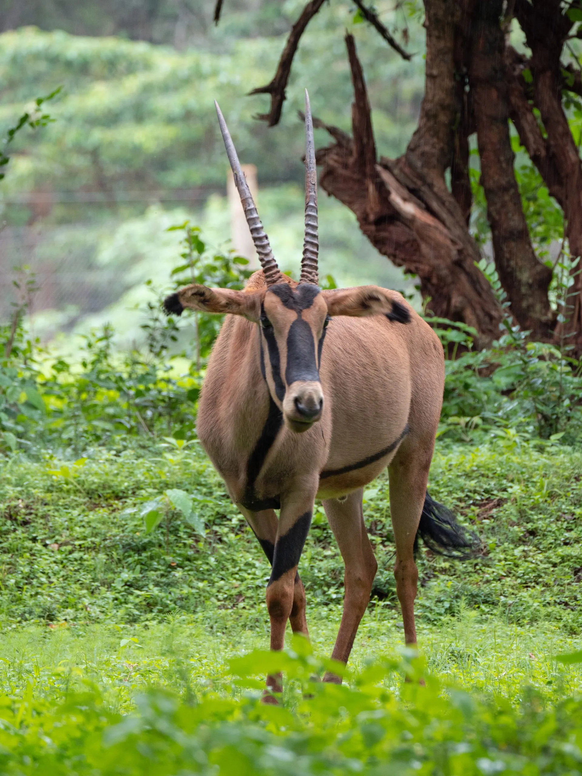 Oryx da África Oriental (Oryx Beisa), Quénia