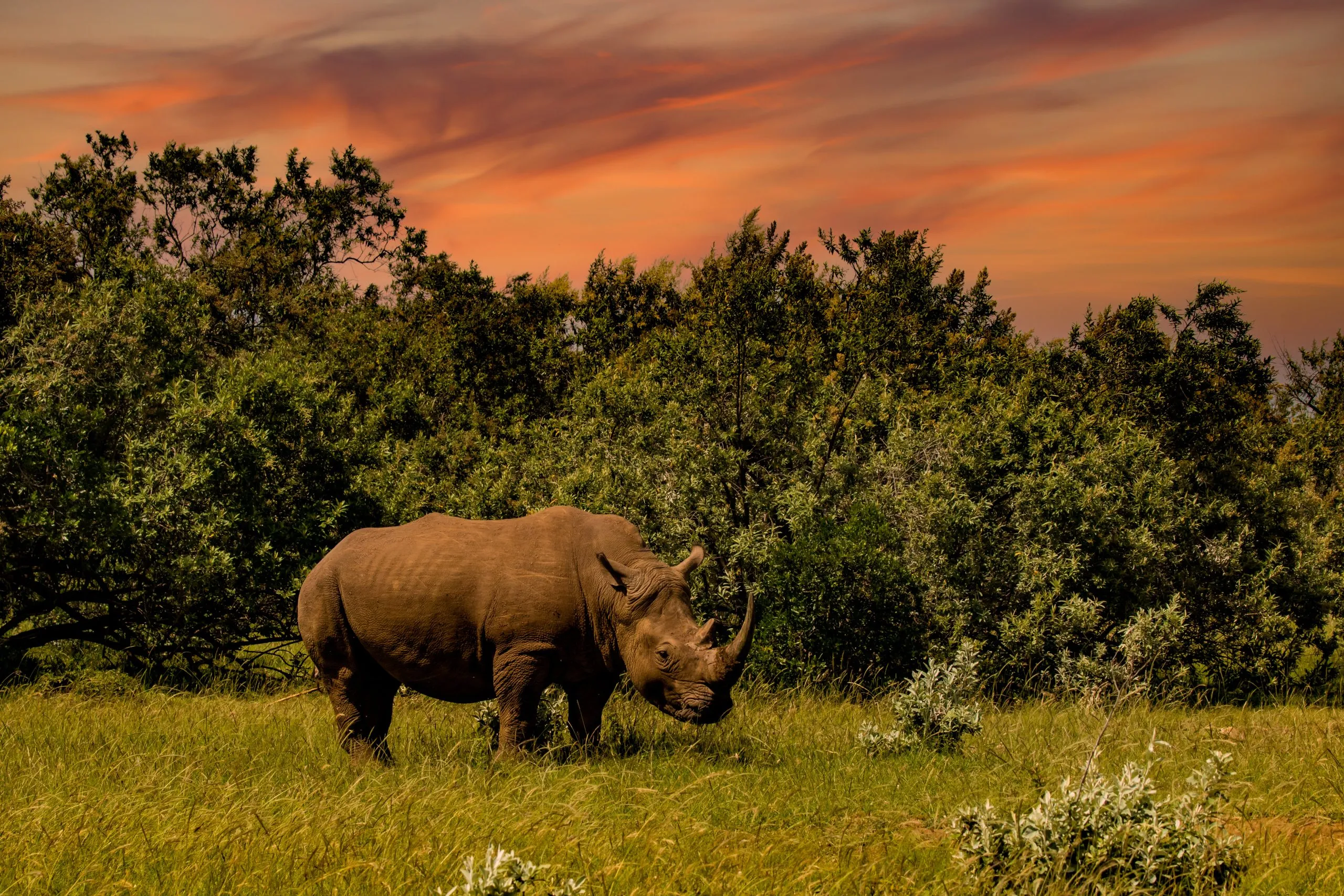 Un rinoceronte nella savana della riserva Maasai Mara in Kenya, Africa
