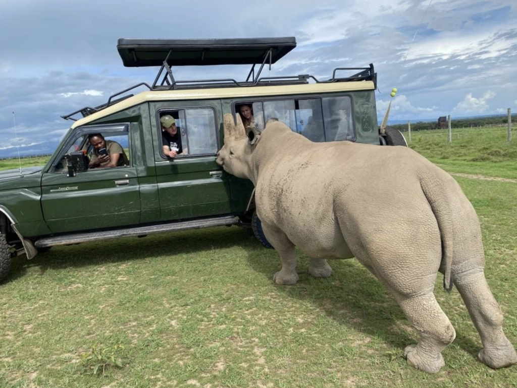 Un rinoceronte se asoma al vehículo durante un safari en Kenia
