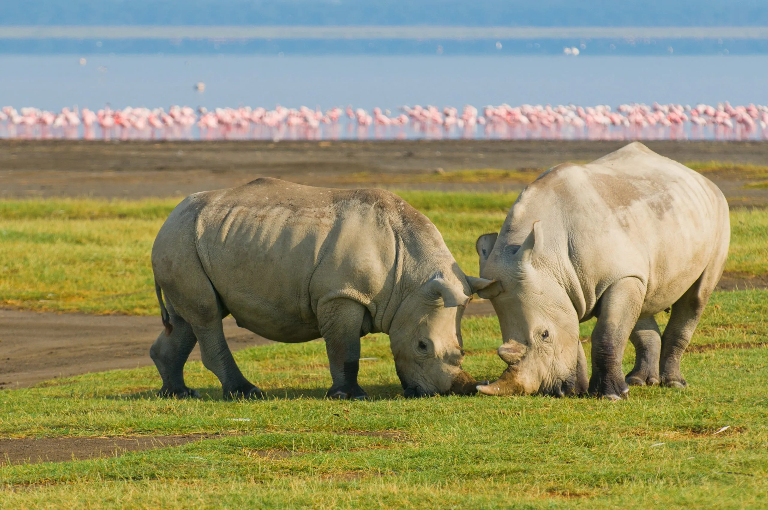 noshörningar i Nakurusjöns nationalpark, kenya