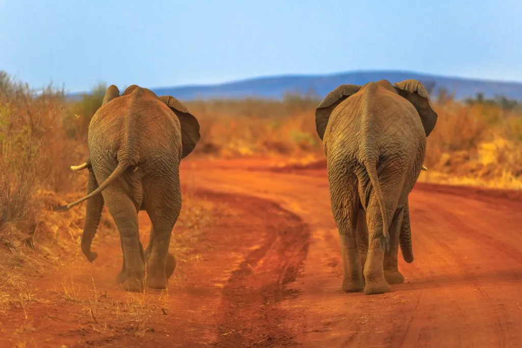 Due elefanti adulti, Loxdonta Africana, camminano sulla sabbia rossa. Vista posteriore. Safari game drive nella riserva di Madikwe, in Sudafrica, vicino al Botswana e al deserto del Kalahari. L'elefante africano fa parte dei Big Five.