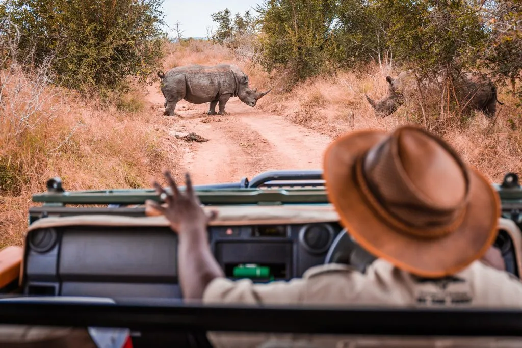 Safarigids in jeep met kalmeringsteken kijkt naar neushoorns in het wild