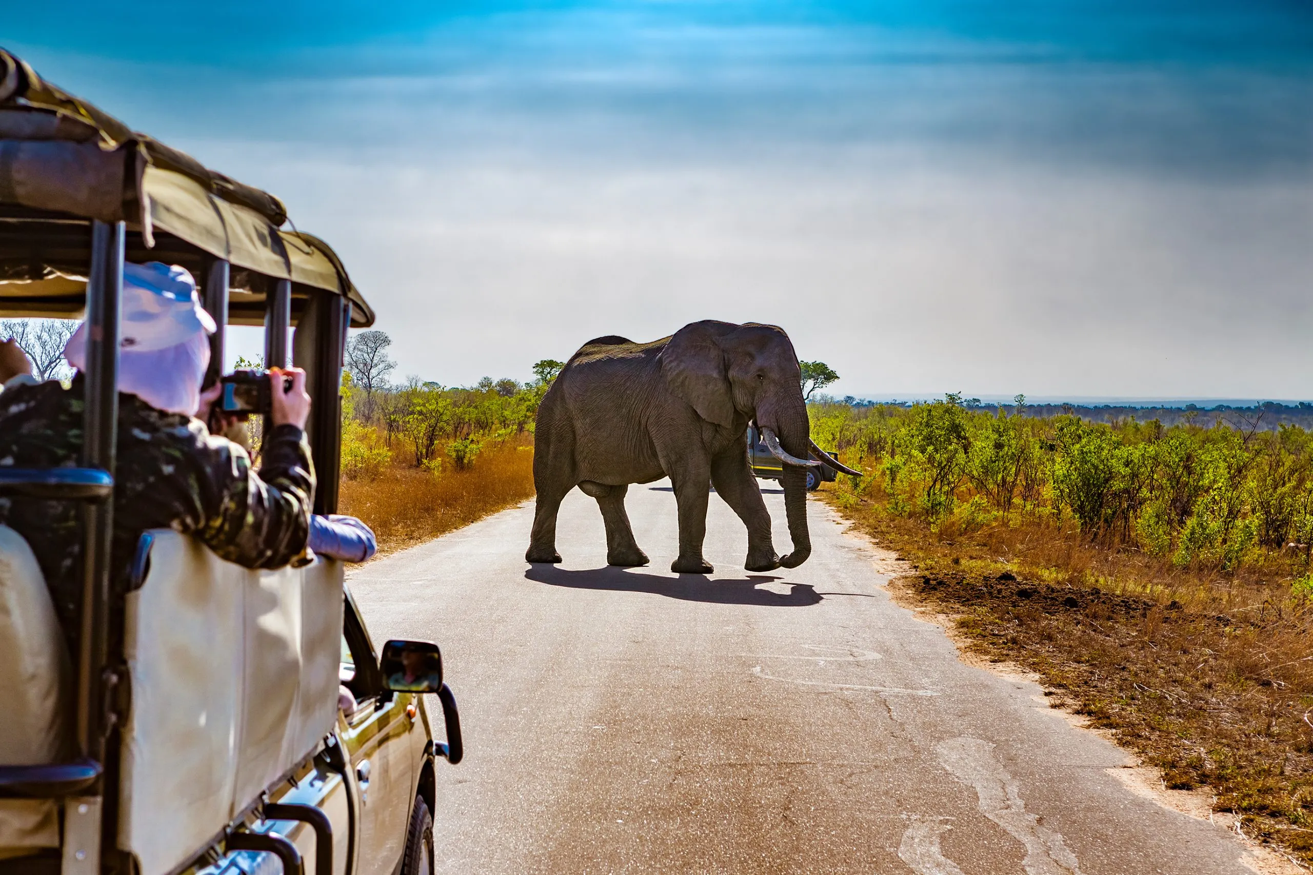 África do Sul. Safari no Parque Nacional Kruger - Elefantes africanos (Loxodonta africana)