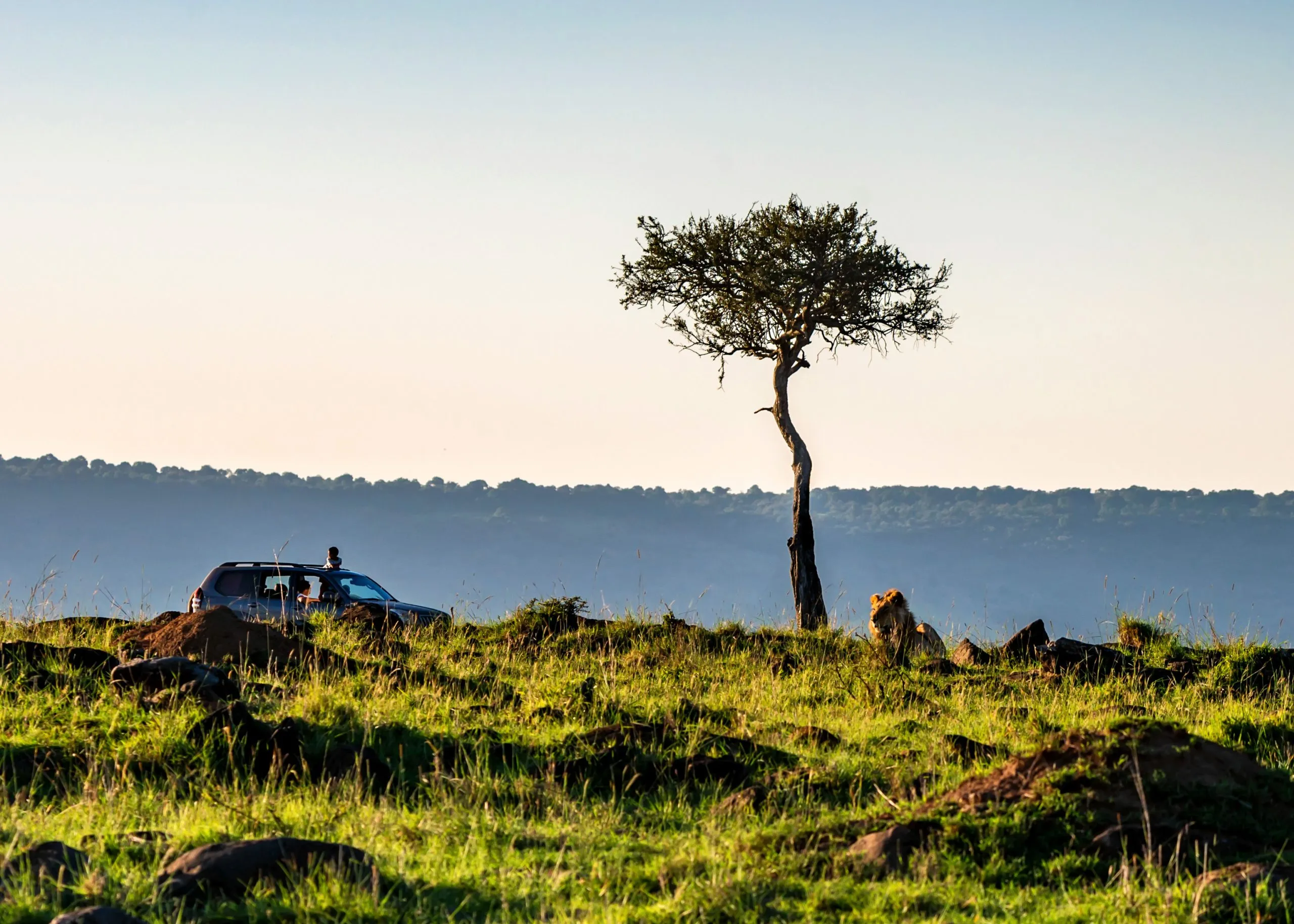 Vista de um safari com um camião e um leão no Quénia