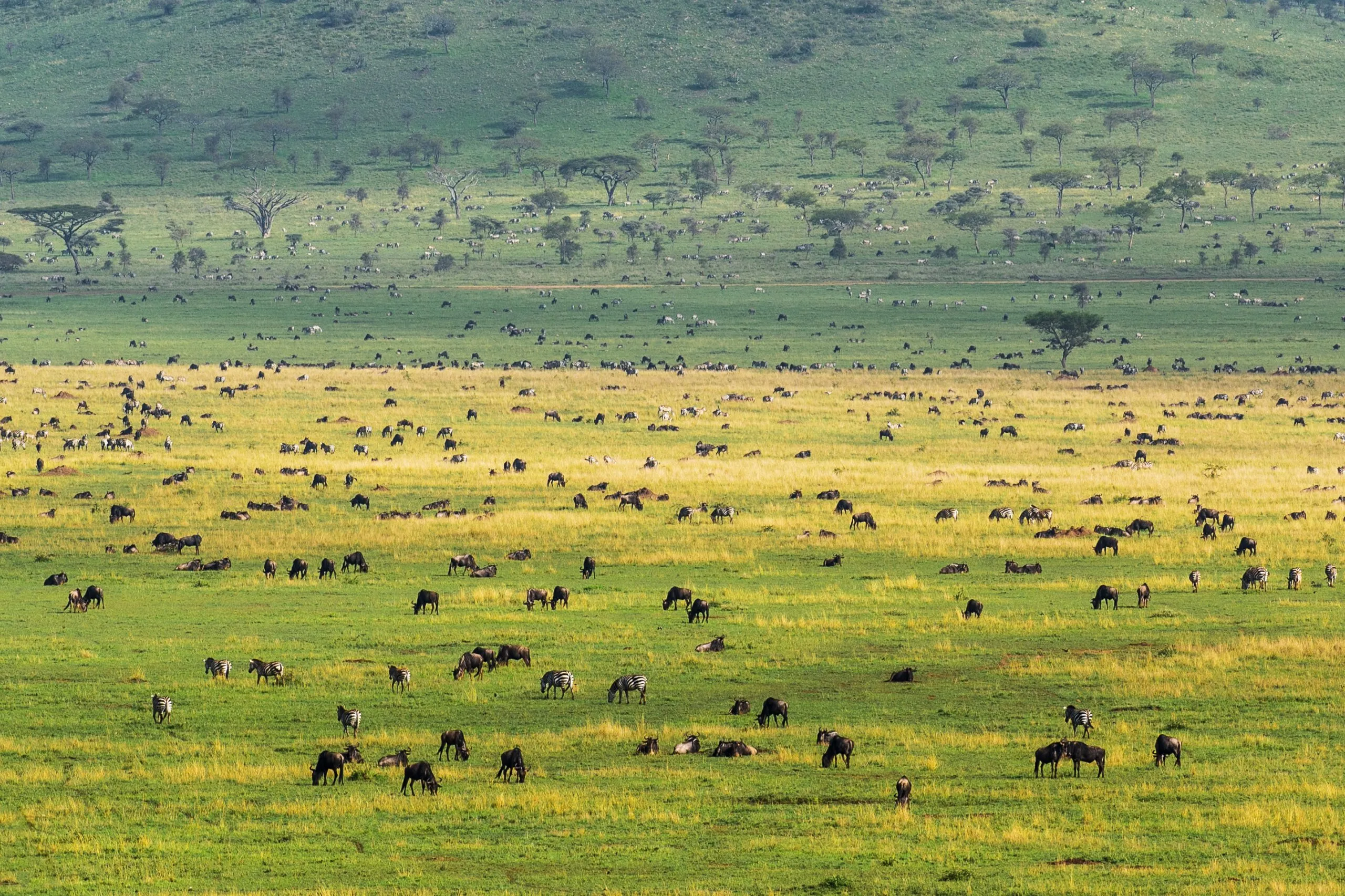Paysage du parc national du Serengeti peuplé d'animaux