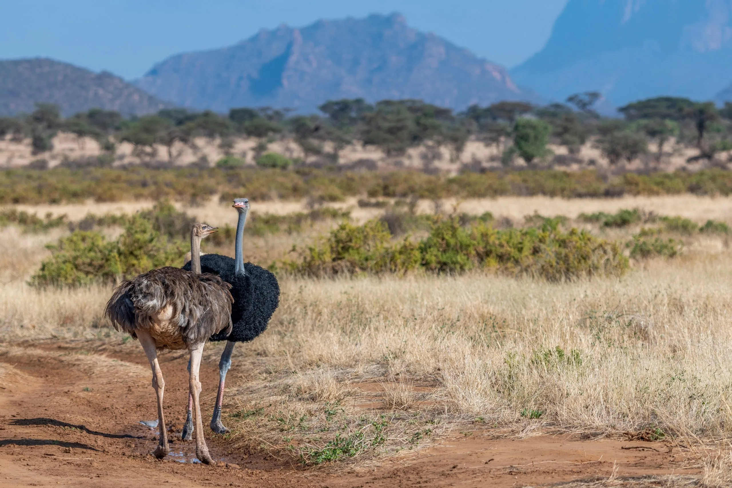Halvtorrt landskap i Samburu nationalreservat, Kenya. Sällsynt hane och hona av somalisk struts i förgrunden. Ett par som parar sig. Halsens och lårens hudfärg är gråblå. Enorm fågel som inte kan flyga. Afrika.