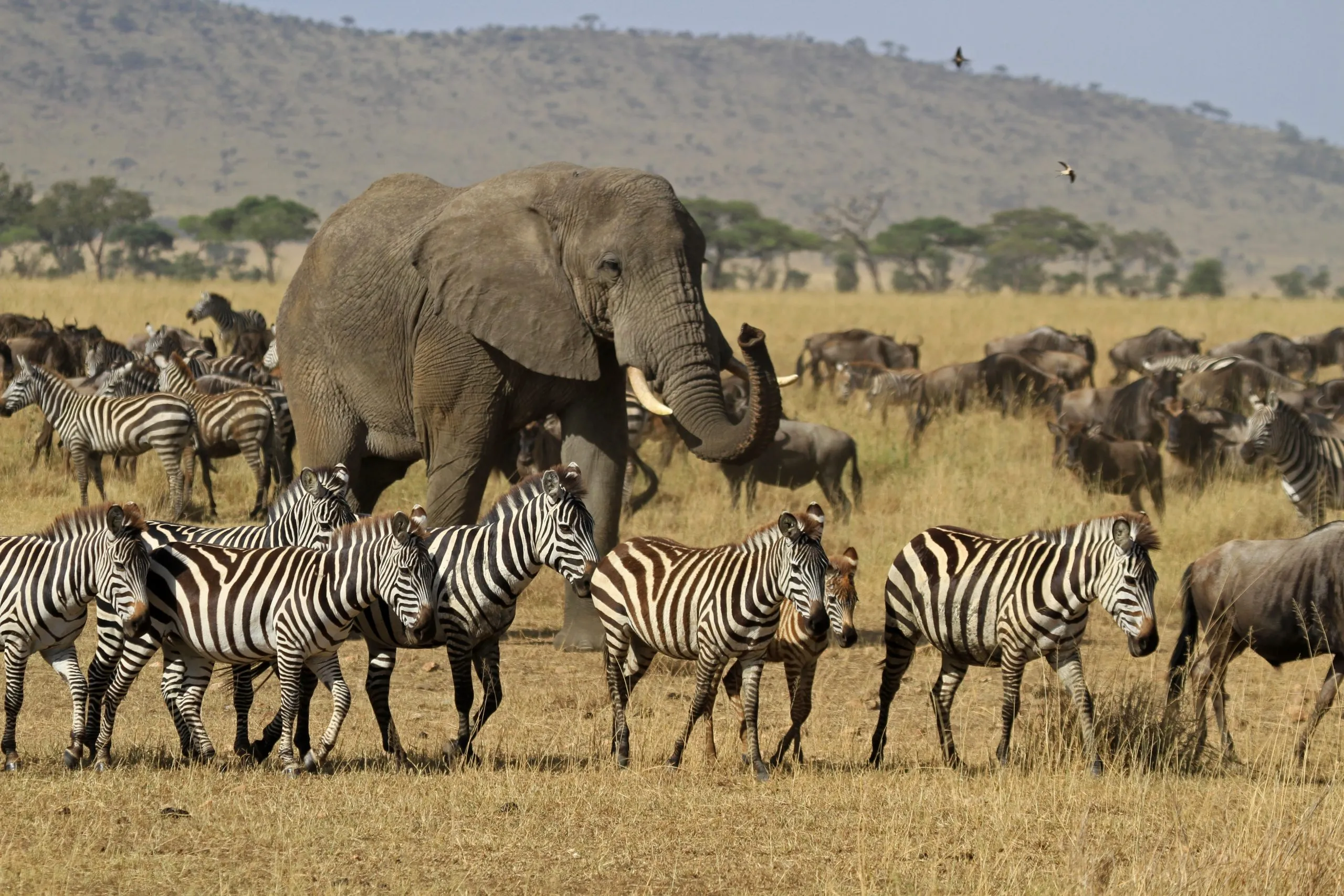 Den store migrasjonen, Serengeti nasjonalpark, Tanzania