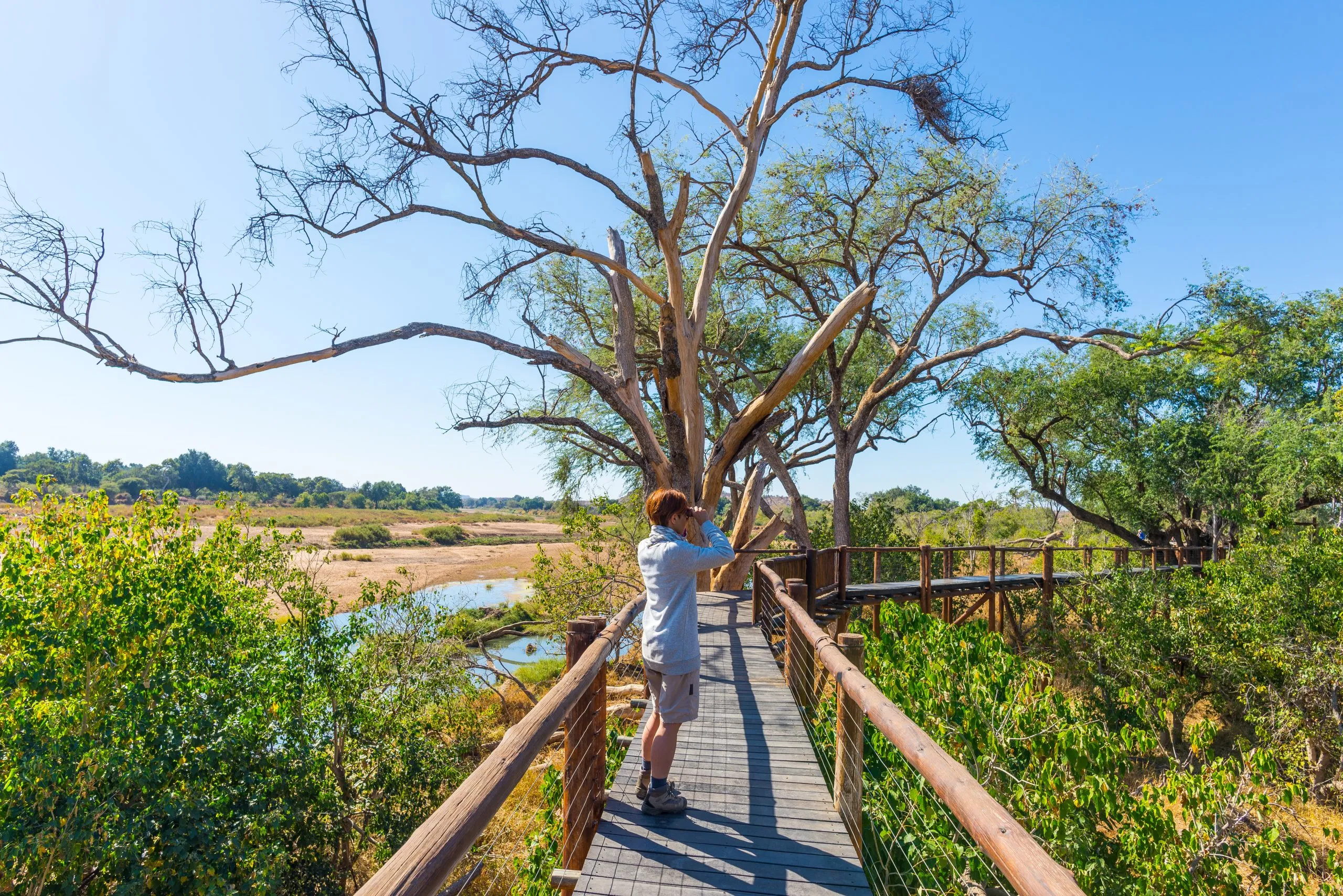 Ein Tourist betrachtet das Panorama mit einem Fernglas von einem Aussichtspunkt über dem Olifants-Fluss, einer malerischen und farbenfrohen Landschaft mit Wildtieren im Krüger-Nationalpark, einem berühmten Reiseziel in Südafrika.