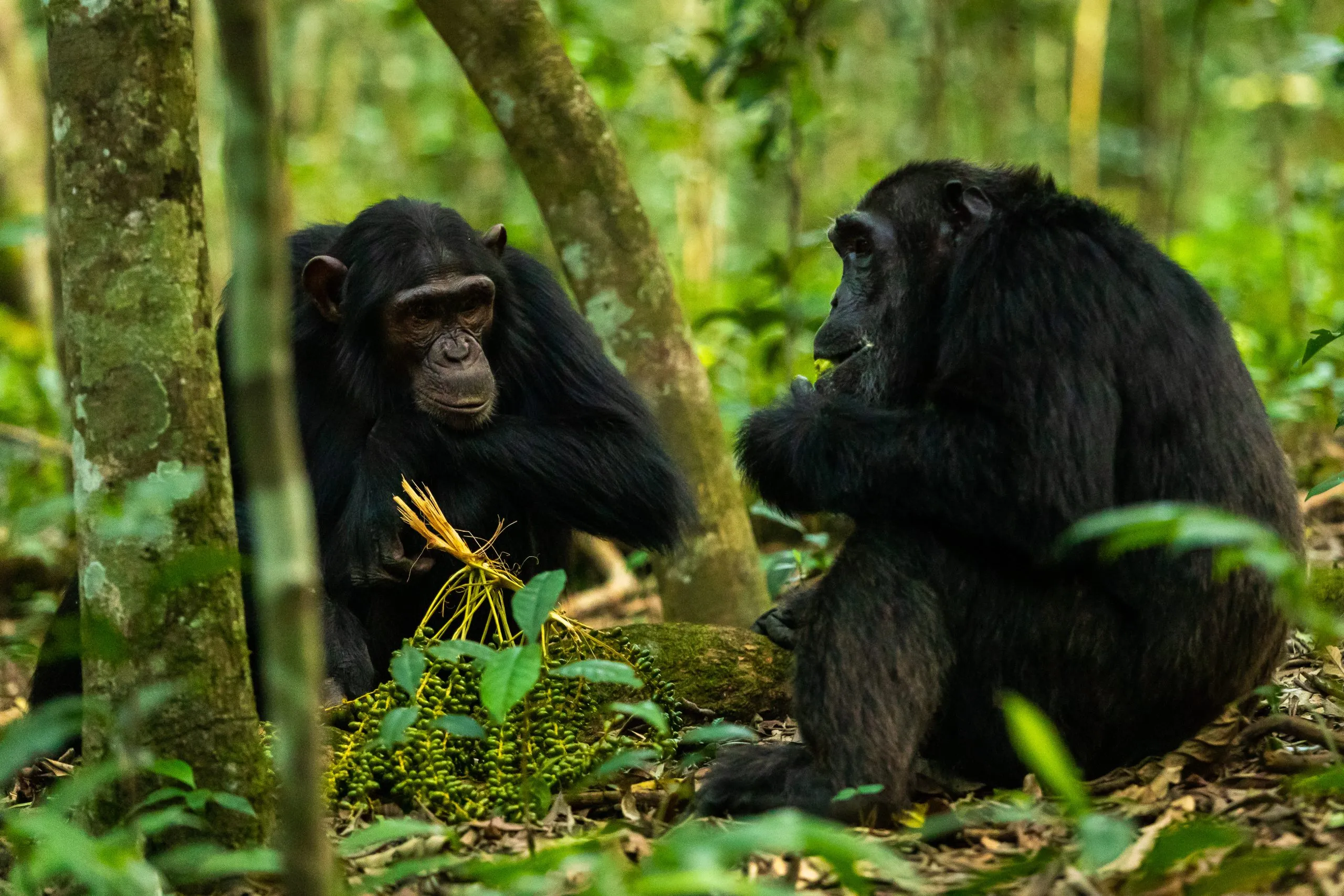 Kaksi simpanssia istuu maassa Kibalen metsässä.