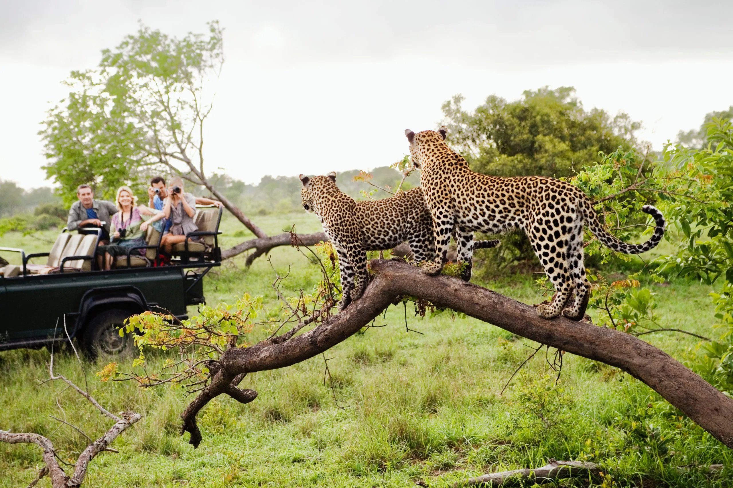 Dois leopardos numa árvore a observar turistas num jipe, vista traseira