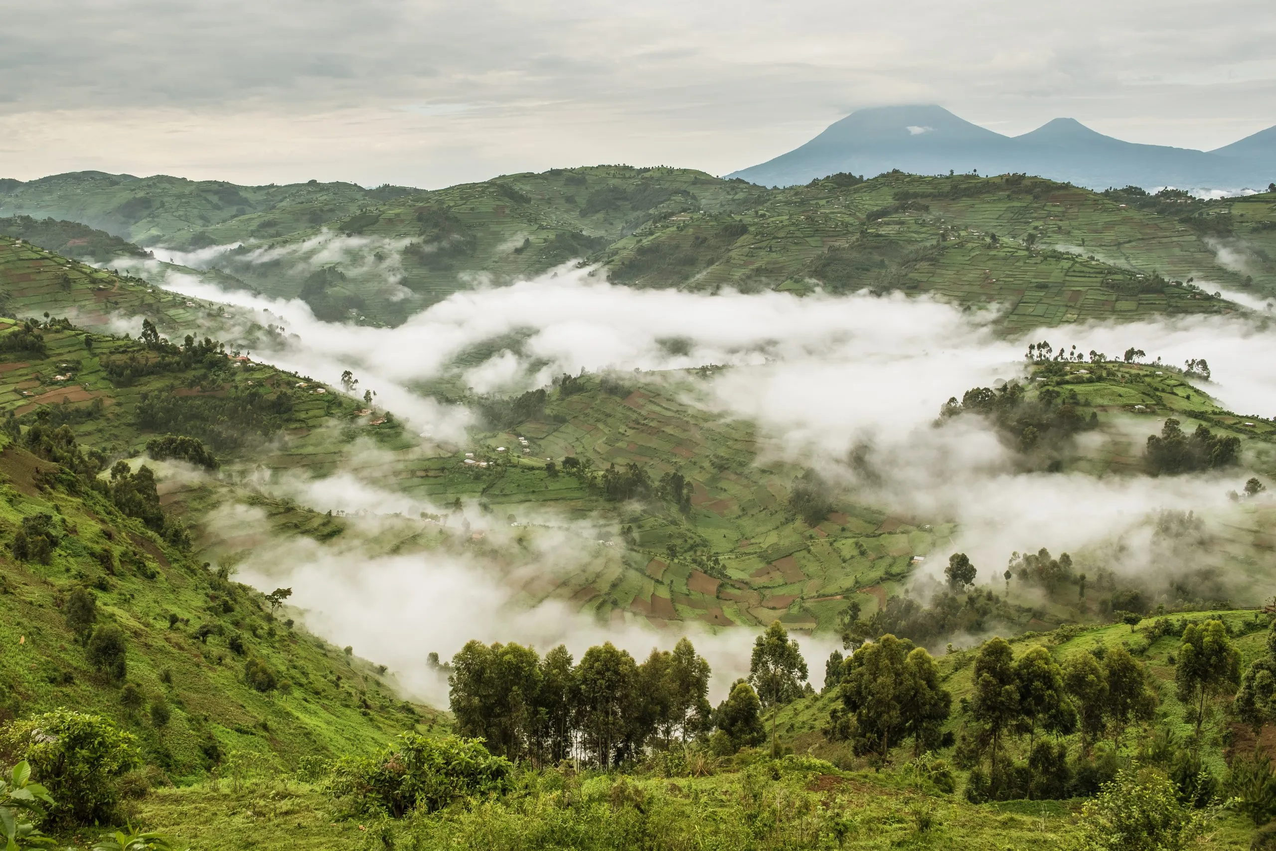 Typische Hügellandschaft mit Feldern, die teilweise in Nebel gehüllt sind, in der Nähe des Bwindi Impenetrable National Park in Uganda
