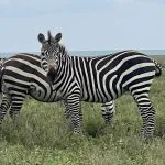 zebra's