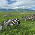 zebra's die gras eten