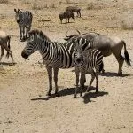 Zebras in voller Sicht