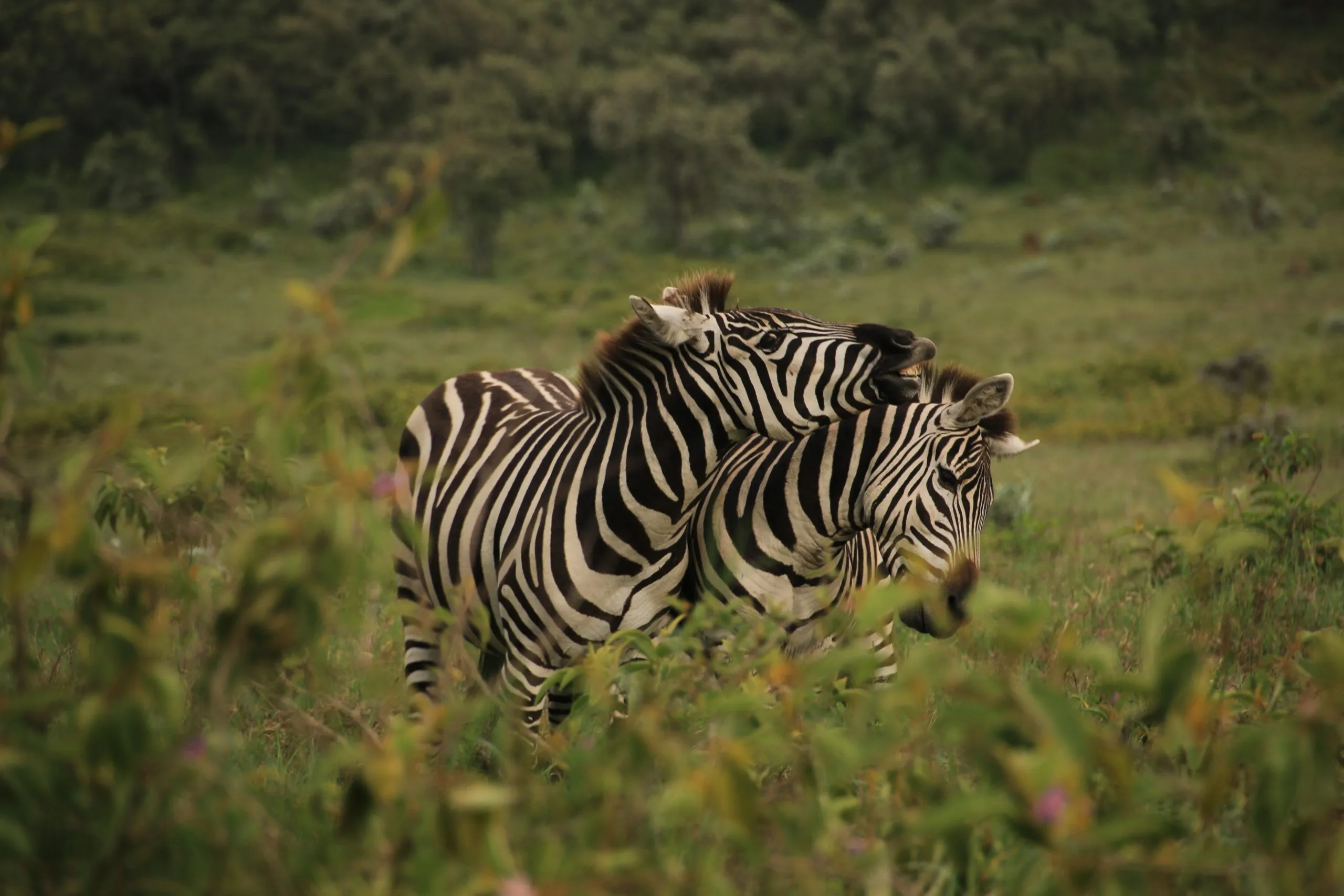 Zebror som leker i Hell's Gate nationalpark (Kenya) (01)