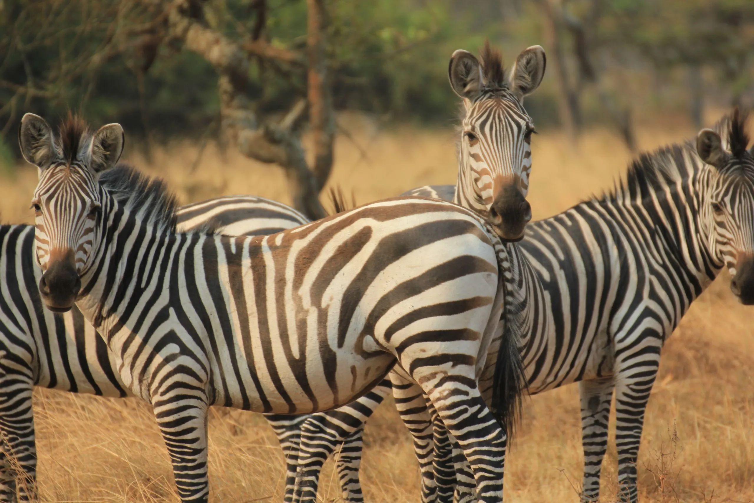 Zebra Nationaal Park Lake Mburo Oeganda