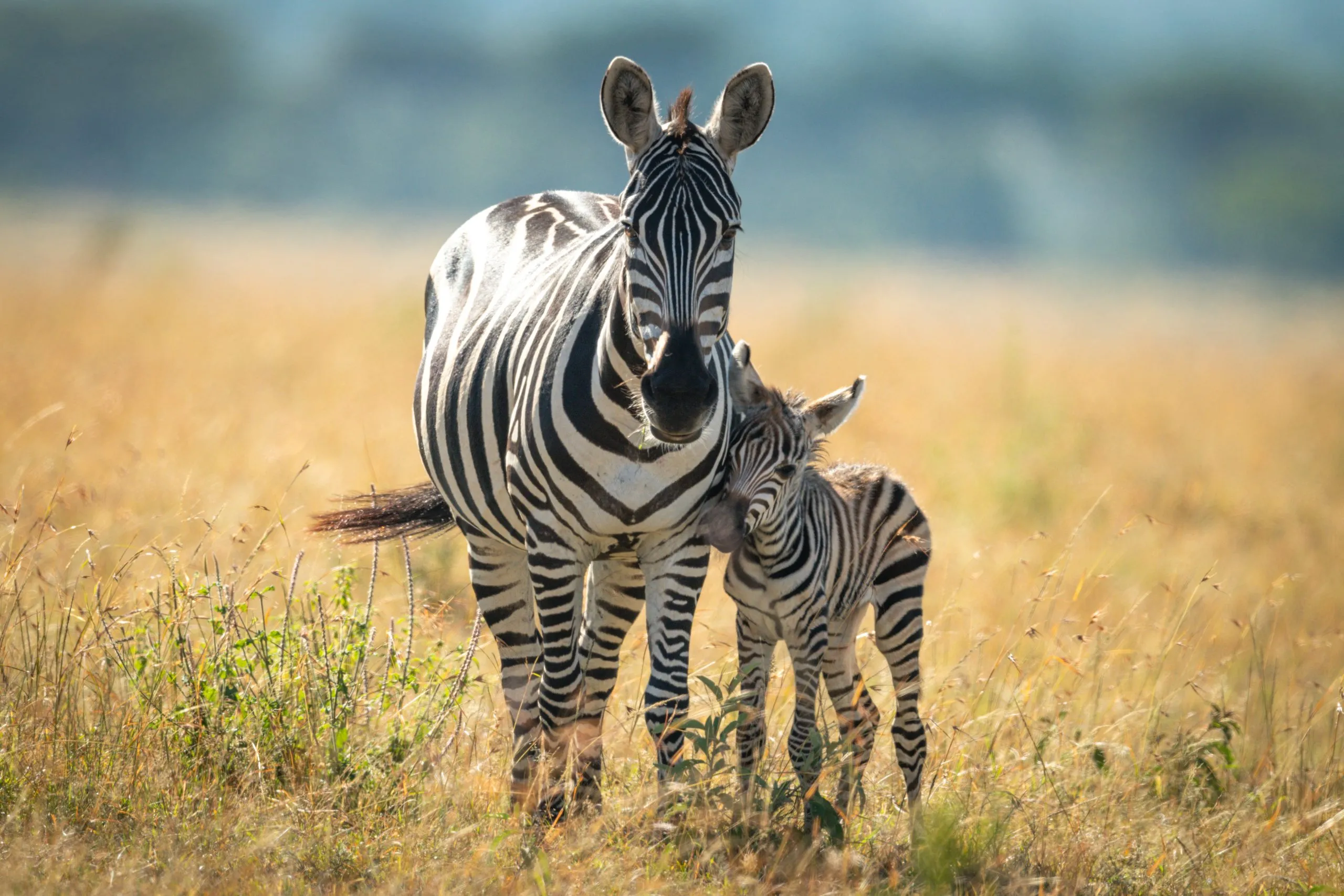 Zebra och föl på slätten står vända mot kameran